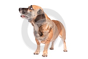 Portrait photo of an adorable mongrel dog isolated on white