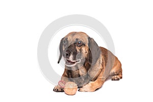 Portrait photo of an adorable mongrel dog isolated on white