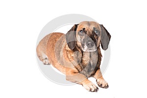 Portrait photo of an adorable mongrel dog isolated on white