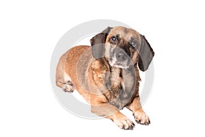 Portrait photo of an adorable mongrel dog isolated on white