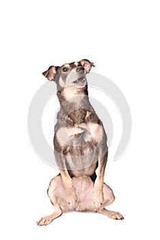 Portrait photo of an adorable mongrel dog isolated on white