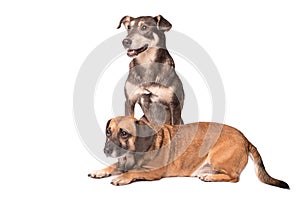 Portrait photo of an adorable mongrel dog isolated on white