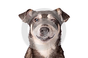 Portrait photo of an adorable mongrel dog isolated on white photo