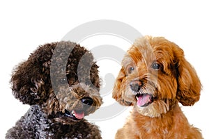 Portrait photo of adorable smiling brown and black toy Poodle dogs on white background