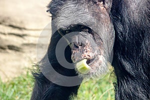 The chimpanzees, Pan, are a genus of the great ape family, Hominidae photo