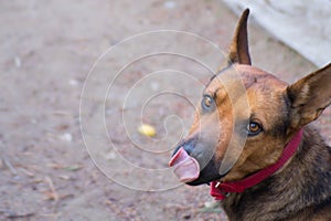 Portrait photo of a cute brown dog with his tongue out