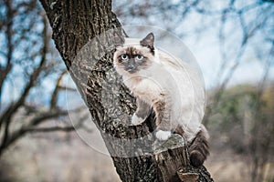 Portrait photo of a cute cat of Nevskaya Masquerade breed