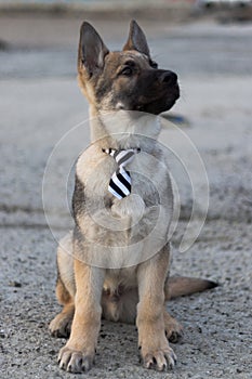 Portrait photo of the dog Baron.