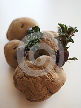 Portrait photo of Epicure potatoes chitting on a white background