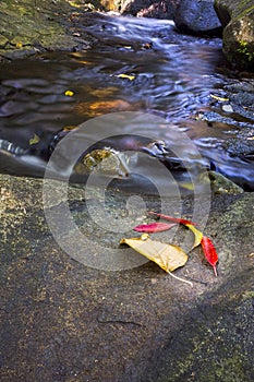 Pretty tropical creek in North Queensland photo