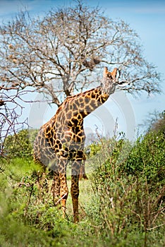 Giraffe isolated in the savanna in Kenya, Africa, safari in Tanzania and Uganda wildlife photography from African safari tours
