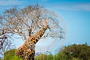 Giraffe isolated in the savanna in Kenya, Africa, safari in Tanzania and Uganda wildlife photography from African safari tours