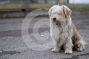 Portrait photo of the homeless dog Ronny.