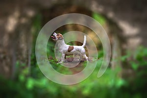 A portrait photo of a jack russell terrier in the woods, full profile. Photo with blurred background and blurred light.