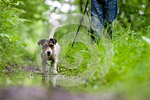 A portrait photo of a jack russell terrier in the woods, full profile. Photo with blurred background and blurred light.