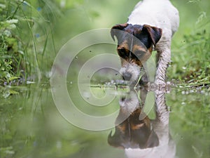 A portrait photo of a jack russell terrier in the woods, full profile. Photo with blurred background and blurred light.