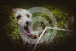 A portrait photo of a jack russell terrier in the woods, full profile. Photo with blurred background and blurred light.