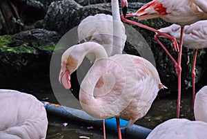 The portrait photo of light pink Flamingo in the zoo