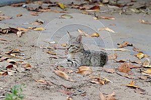 Portrait photo of a little kitten lying outside in the autumn