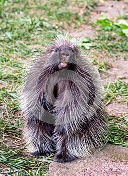 Portrait of a photogenic north american porcupine