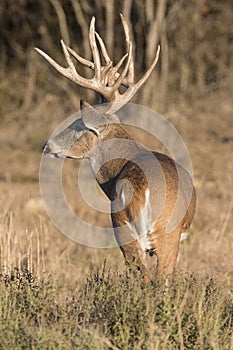 Portrait photograph of a beautiful whitetail buck