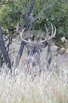 Portrait photograph of a wide spread whitetail buck looking over field