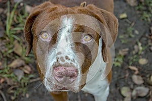 Portrait photography of a mongrel dog