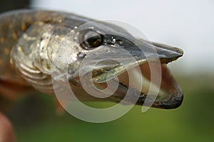 Portrait of pickerel