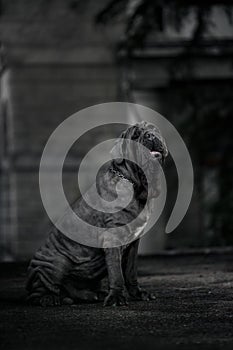 Portrait picture of a Neapolitan Mastiff outdoors in the city