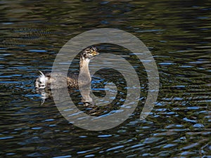 Portrait of a Pied Billed Grebe Lookin at You