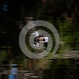 Portrait of a Pied-Billed Grebe Mirrored in the Water