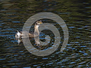 Portrait of a Pied Billed Grebe, Posing