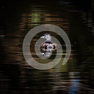 Portrait of a Pied-Billed Grebe Reflecting