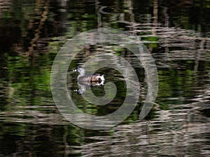 Portrait of a Pied-Billed Grebe on a Rippled Reflection on a Florida Wetland