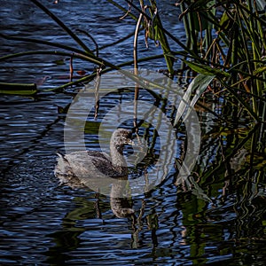 Portrait of a Pied Billed Grebe in a Wetland Pond