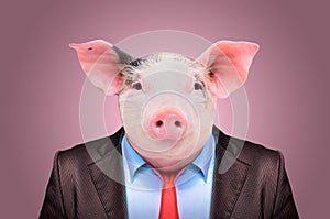 Portrait of a pig in a business suit