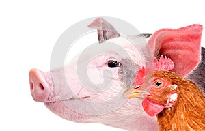 Portrait of a pig and chicken