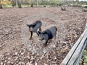 portrait of two pigs in a farmer's field in late autumn photo