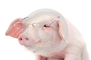 Portrait of a pig in glasses