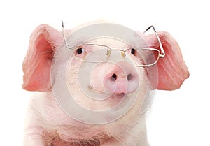 Portrait of a pig in glasses