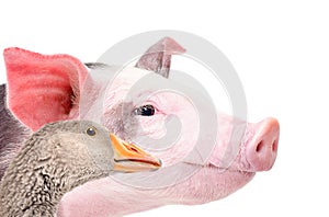 Portrait of a pig and a goose