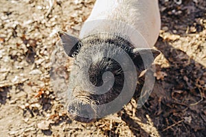 Portrait pig outdoor on hay and straw at farm in the village waiting for food. Chinese New Year 2019. Zodiac Pig - yellow earth