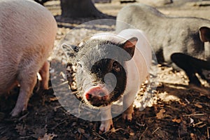 Portrait pig outdoor on hay and straw at farm in the village waiting for food. Chinese New Year 2019. Zodiac Pig - yellow earth