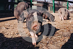 Portrait pig outdoor on hay and straw at farm in the village waiting for food. Chinese New Year 2019. Zodiac Pig - yellow earth