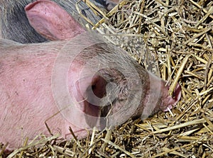 A portrait of a pig in a stable