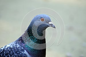 Portrait of a pigeon.