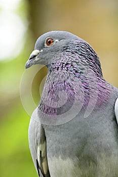Portrait of a pigeon