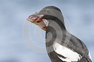 portrait of a PIGEON GUILLEMOT with a fish in the beak of a person sitting on a rock