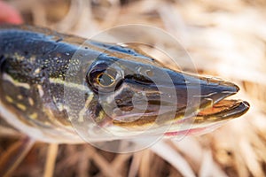 Portrait of pike fish close up. Fishing fish predator