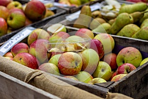 A portrait of a pile of colorful apples in a crate at a market between other fruits, with a plastic tray with tasters of delicious